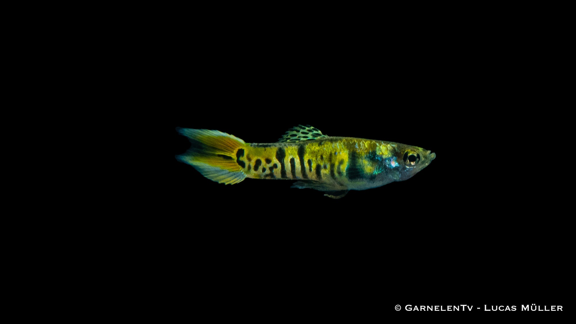 Männlicher Endlers Guppy "Green Tiger" im Aquarium