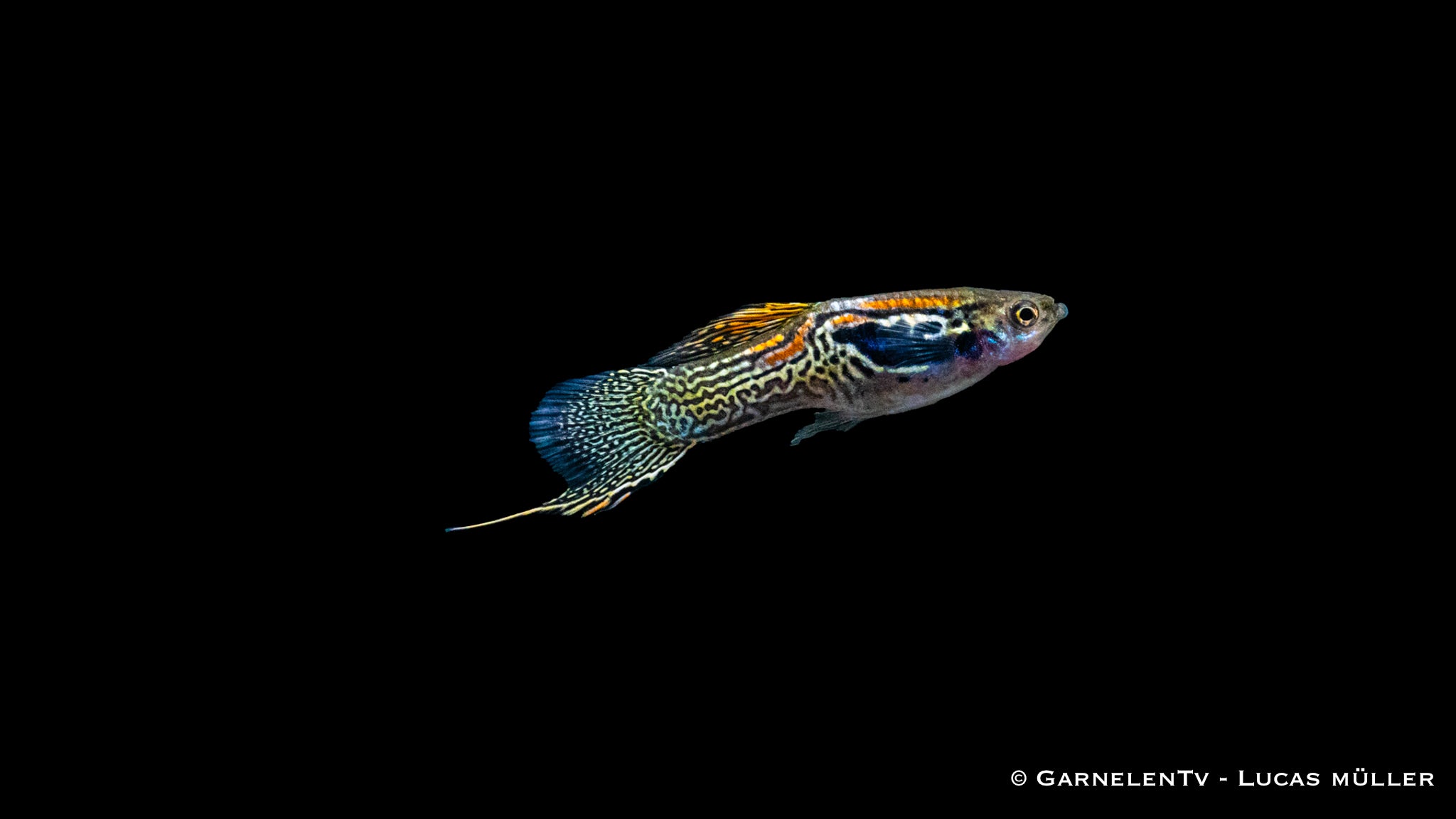 Endlers Guppy Pärchen black bar snakeskin - Poecilia wingei