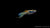 Endlers Guppy Black Bar Snakeskin – leuchtende Farben & Muster