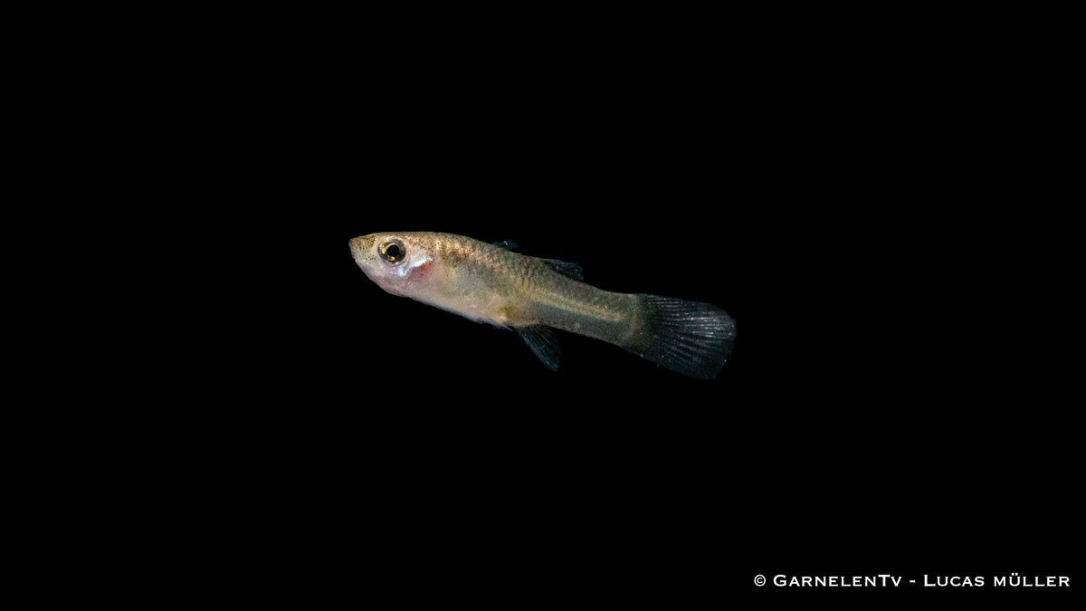 Schwarm von Endler Guppy Black Flame Weibchen im Wasser