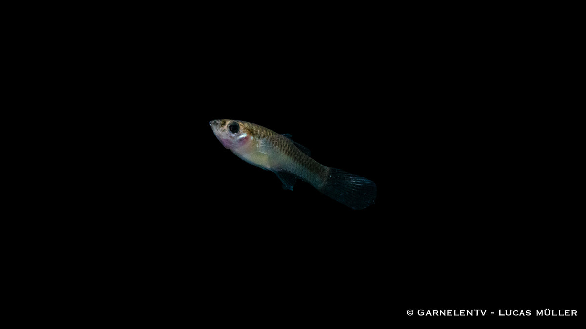 Poecilia wingei mit leuchtenden Farben im Aquarium