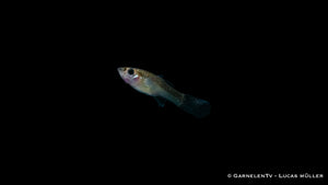 Poecilia wingei mit leuchtenden Farben im Aquarium