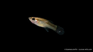 Friedliches Endler Guppy Weibchen schwimmt im Becken
