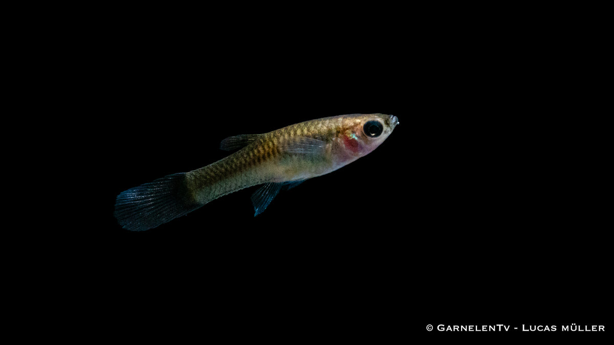 Nahaufnahme eines Endler Guppy Black Flame Weibchens