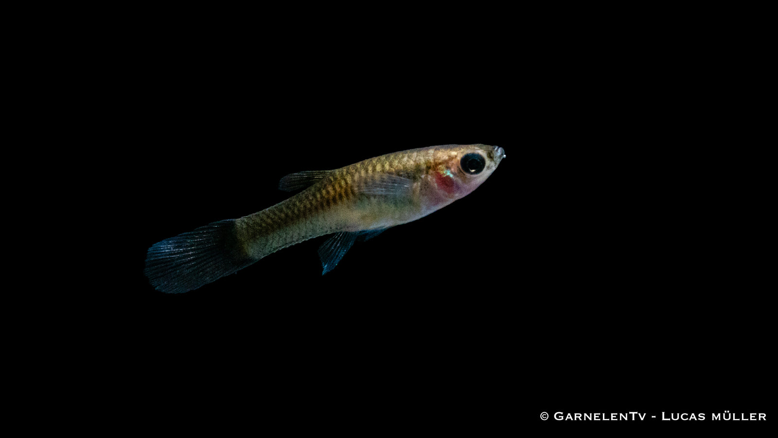 Endler Guppy Black Flame Weibchen im Aquarium
