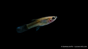 Nahaufnahme eines Endler Guppy Black Flame Weibchens