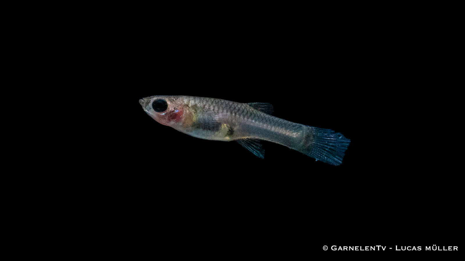 Endler Guppy Black Flame Weibchen im Aquarium