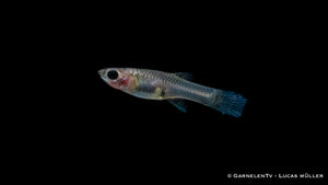 Endler Guppy Black Flame Weibchen im Aquarium