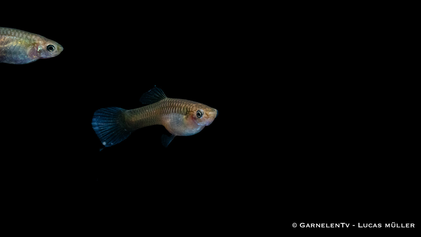 Endlers Guppy Black Bar Snakeskin – leuchtende Farben & Muster