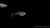 Endlers Guppy Black Bar Snakeskin – leuchtende Farben & Muster