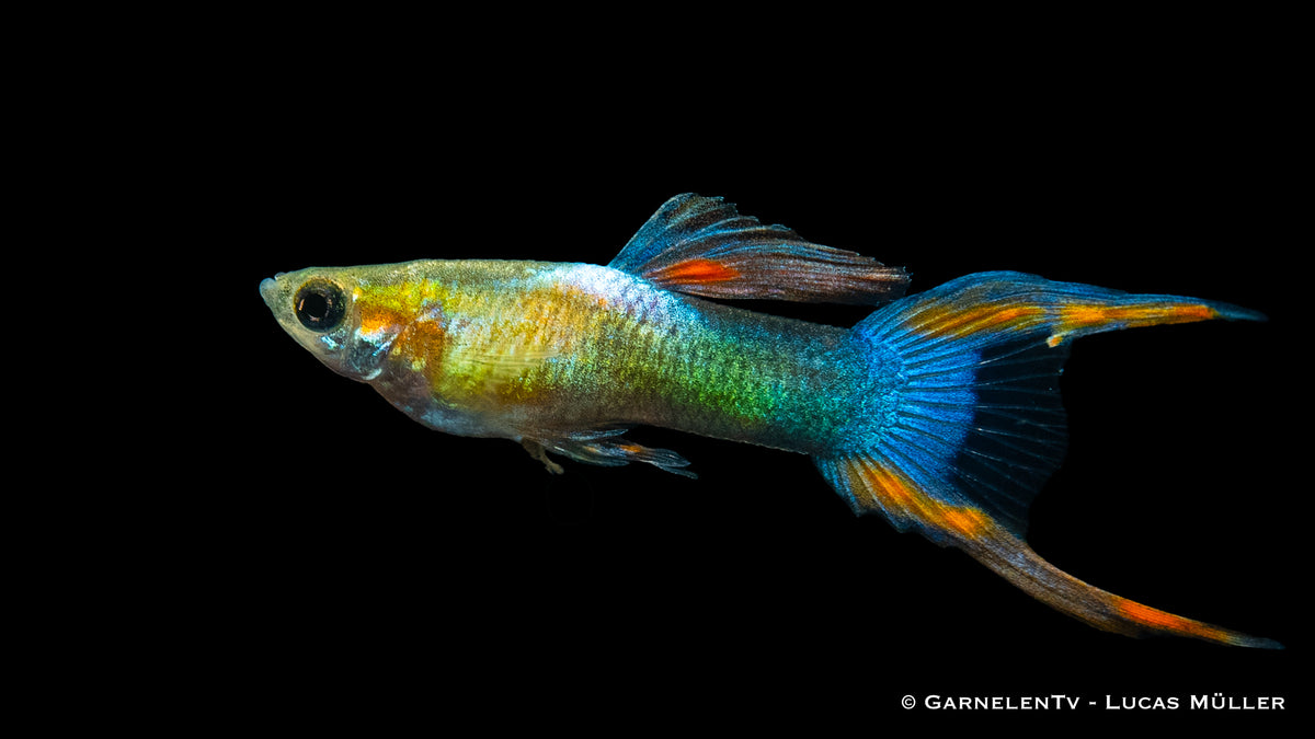 Farbenprächtiger Endler Guppy im Aquarium
