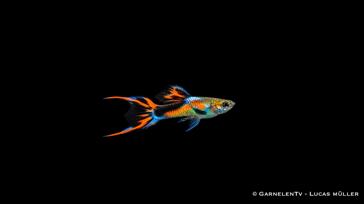 Endler Guppy black flame Männchen - Poecilia wingei