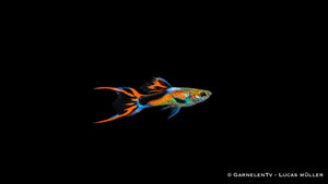 Endler Guppy black flame Männchen - Poecilia wingei