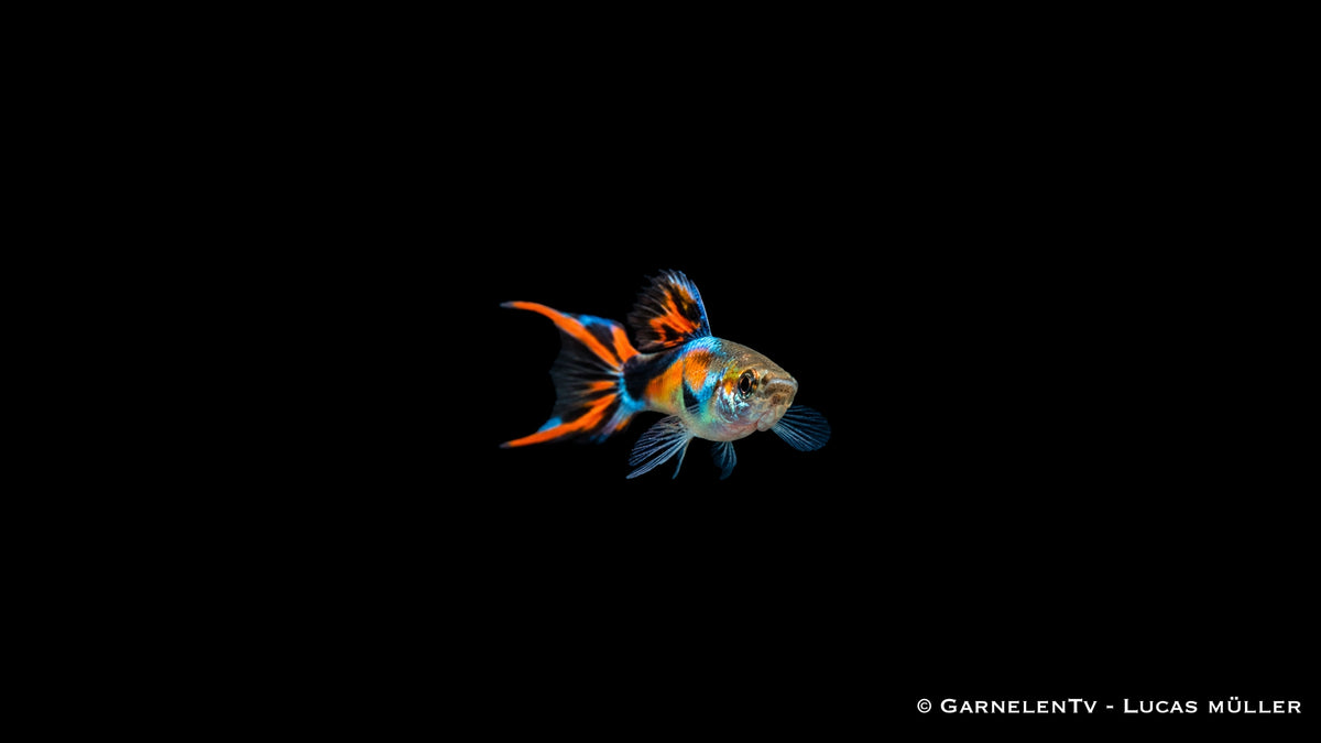 Endler Guppy black flame Männchen - Poecilia wingei