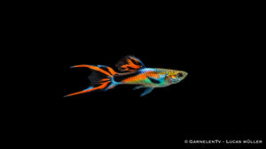 Endler Guppy black flame Männchen - Poecilia wingei