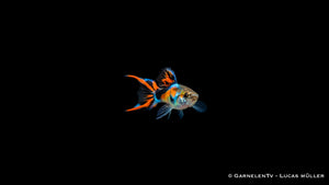 Endler Guppy black flame Männchen - Poecilia wingei
