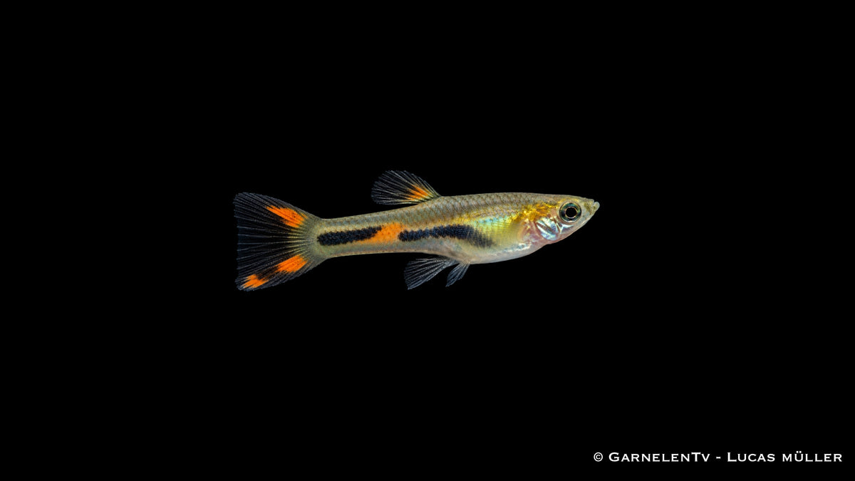 Endler Guppy black flame Weibchen - Poecilia wingei