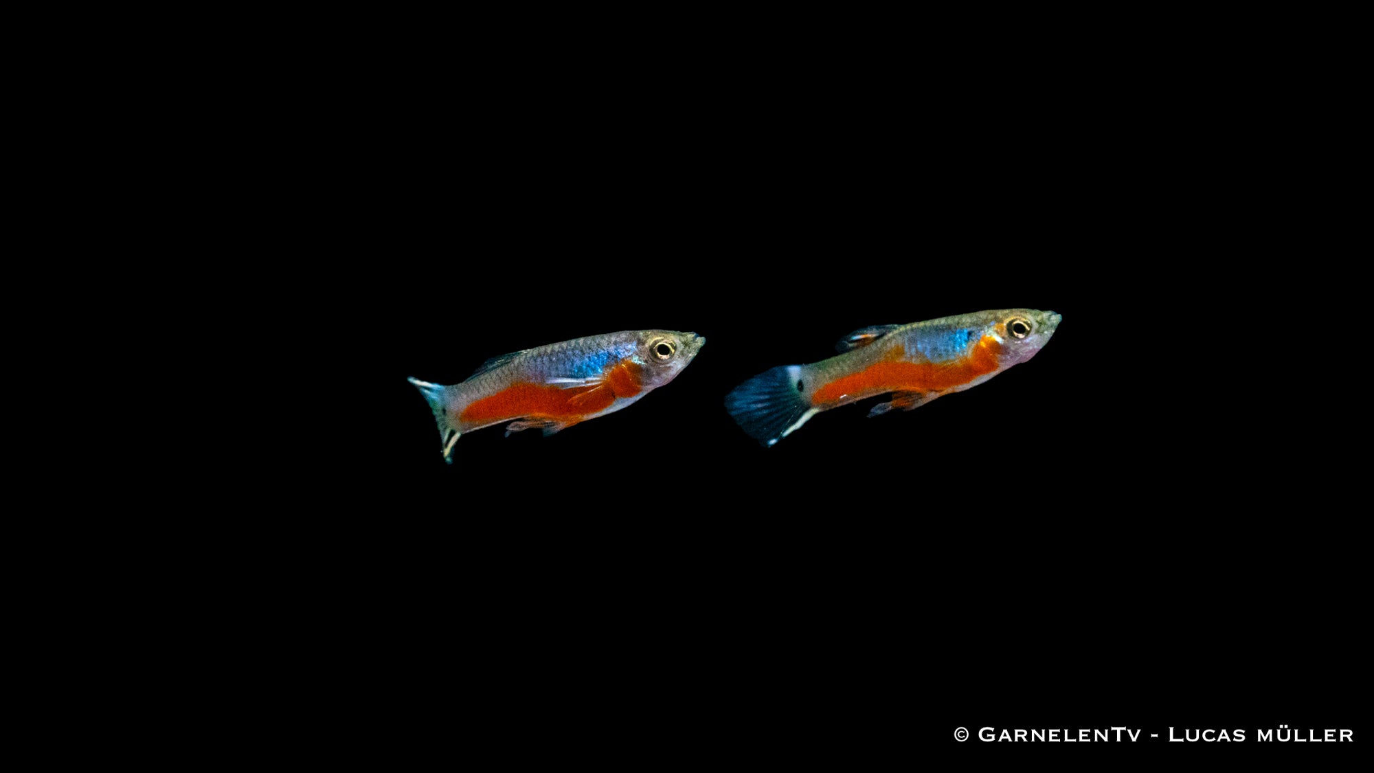 Endlers Guppy Cardinal Pärchen im Aquarium
