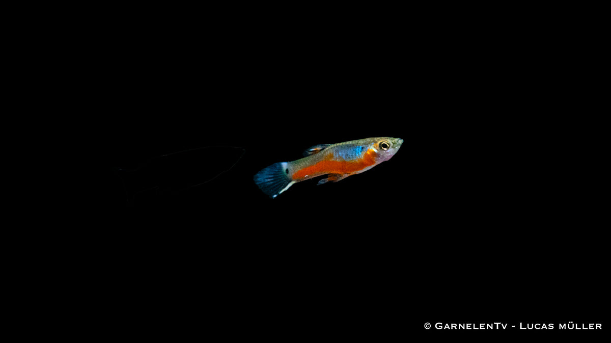 Nahaufnahme eines Endlers Guppy Cardinal Männchens