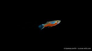 Nahaufnahme eines Endlers Guppy Cardinal Männchens