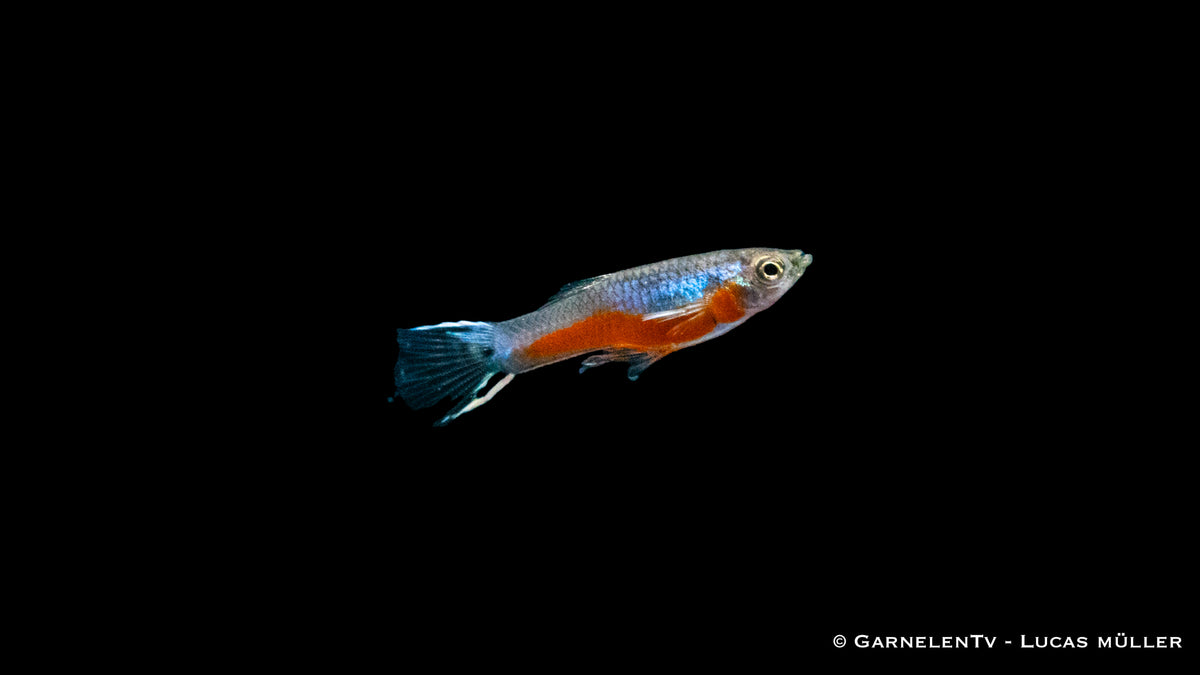Weiblicher Endlers Guppy Cardinal schwimmt im Wasser