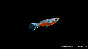 Weiblicher Endlers Guppy Cardinal schwimmt im Wasser