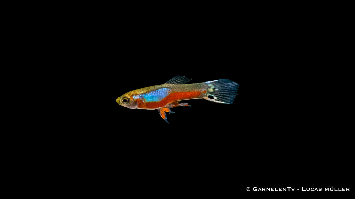 Poecilia reticulata in einem bepflanzten Aquarium