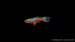 Poecilia reticulata in einem bepflanzten Aquarium