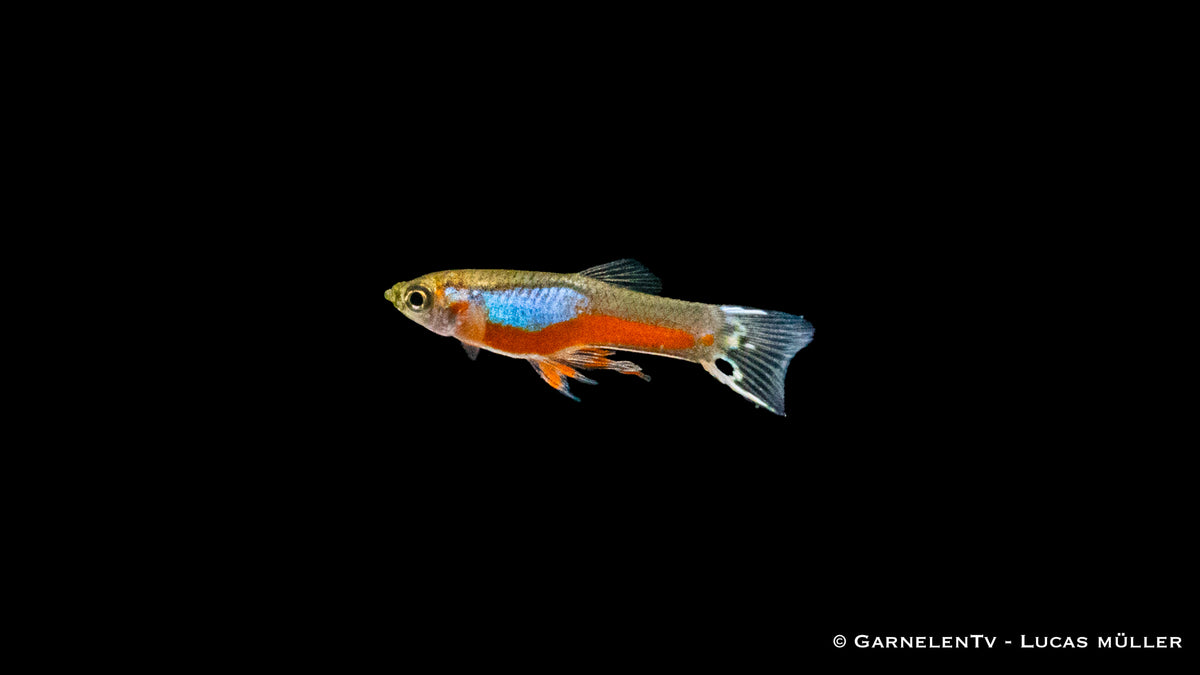 Gruppe von Endlers Guppy Cardinal Fischen im Becken