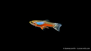 Gruppe von Endlers Guppy Cardinal Fischen im Becken