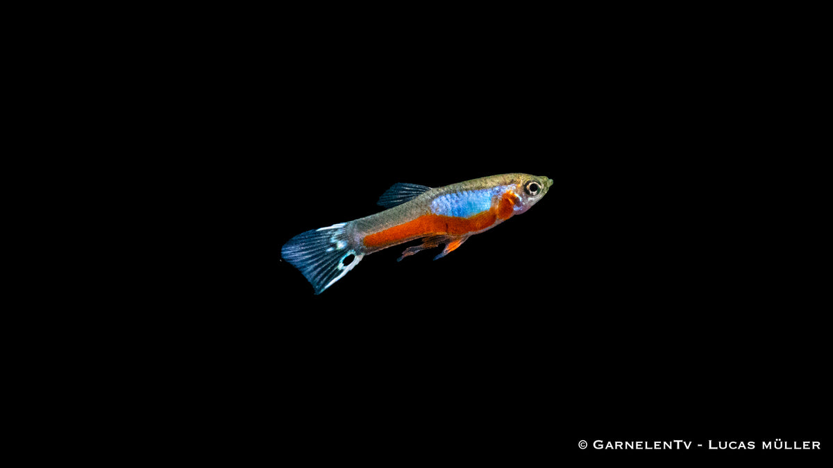 Farbprächtiger Endlers Guppy Cardinal unter Wasser