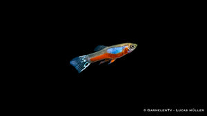 Farbprächtiger Endlers Guppy Cardinal unter Wasser