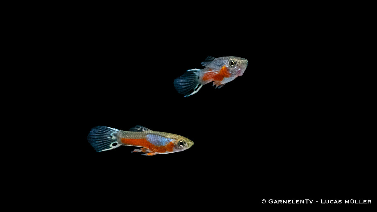 Schwarm von Poecilia reticulata in natürlicher Umgebung