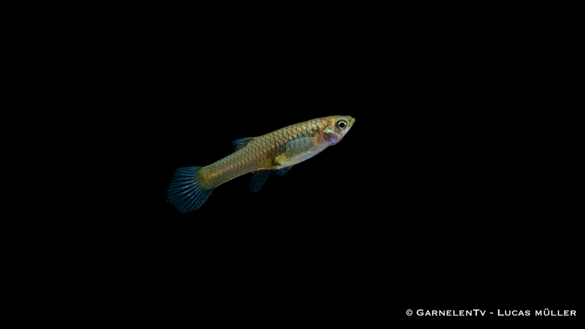 Fütterung eines Endlers Guppy Cardinal mit Frostfutter