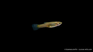 Endlers Guppy Cardinal Pärchen mit anderen Fischen