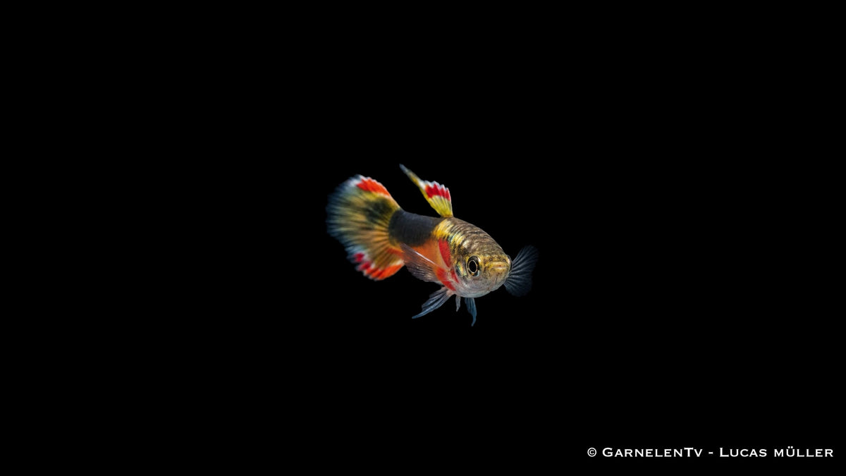 Endler Guppy männlich Red Chest Saddleback - Poecilia wingei