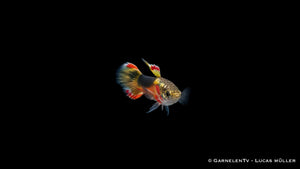 Endler Guppy männlich Red Chest Saddleback - Poecilia wingei