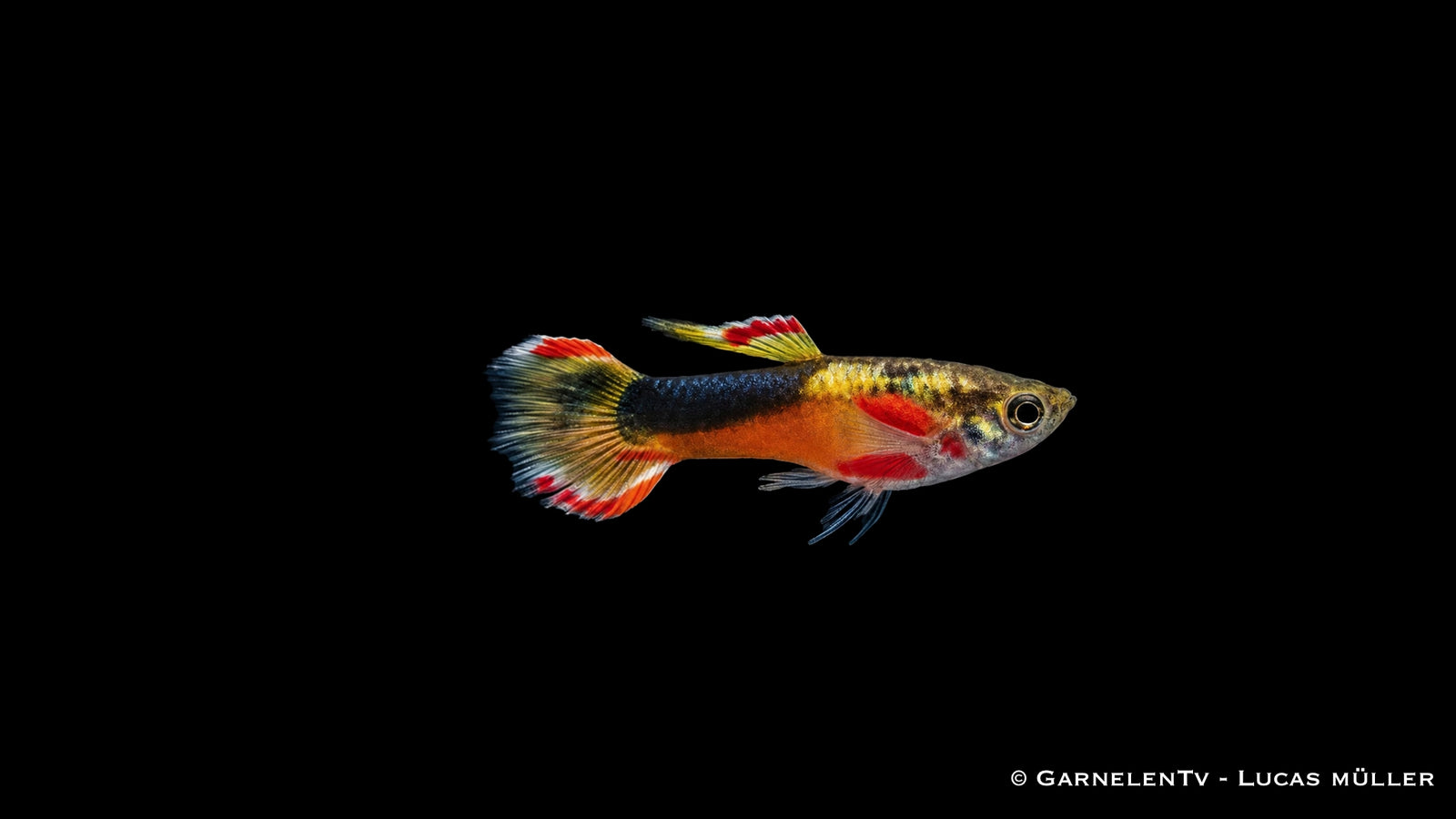 Endler Guppy männlich Red Chest Saddleback - Poecilia wingei