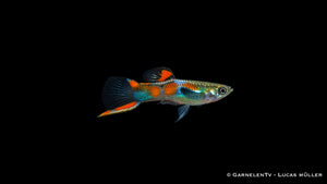 Endler Guppy männlich einfach - Poecilia wingei