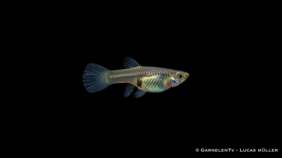 Endler Guppy weiblich einfach - Poecilia wingei