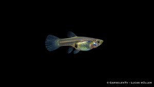 Endler Guppy weiblich einfach - Poecilia wingei