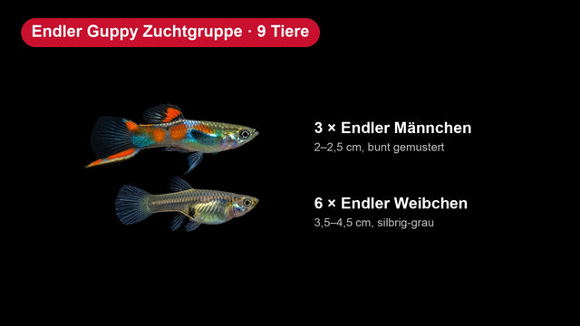 Endler Guppy Zuchtgruppe - 3 Männchen + 6 Weibchen - Poecilia wingei