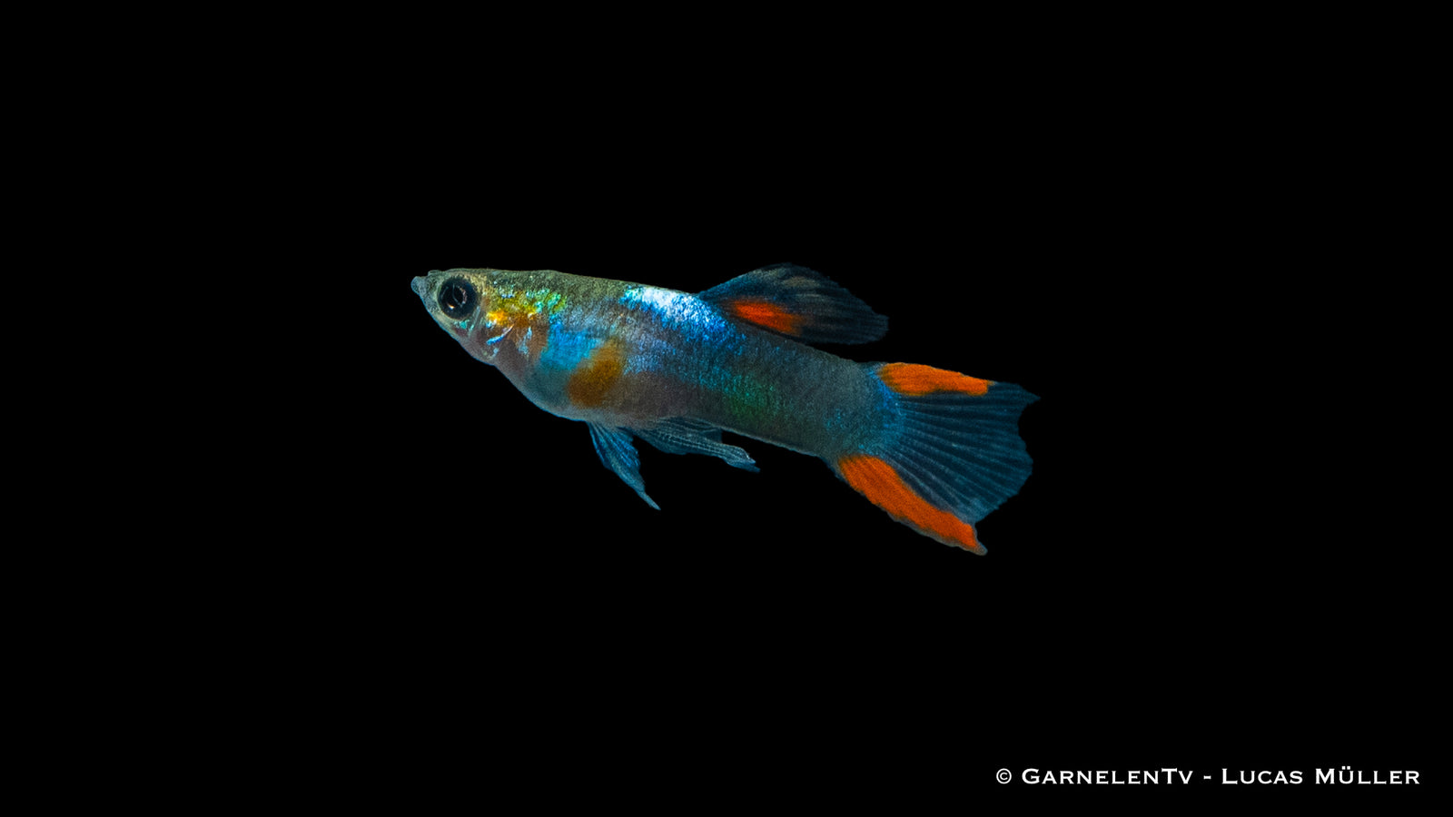 Endler Guppy Black Flame Männchen
