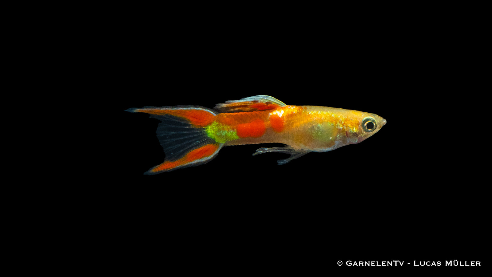 Endlers Guppy Männlich "Gold Calico" Poecilia wingei