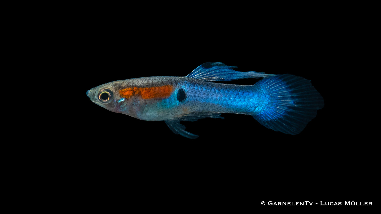 Endler Guppy Männlich Japan Blue im Aquarium

