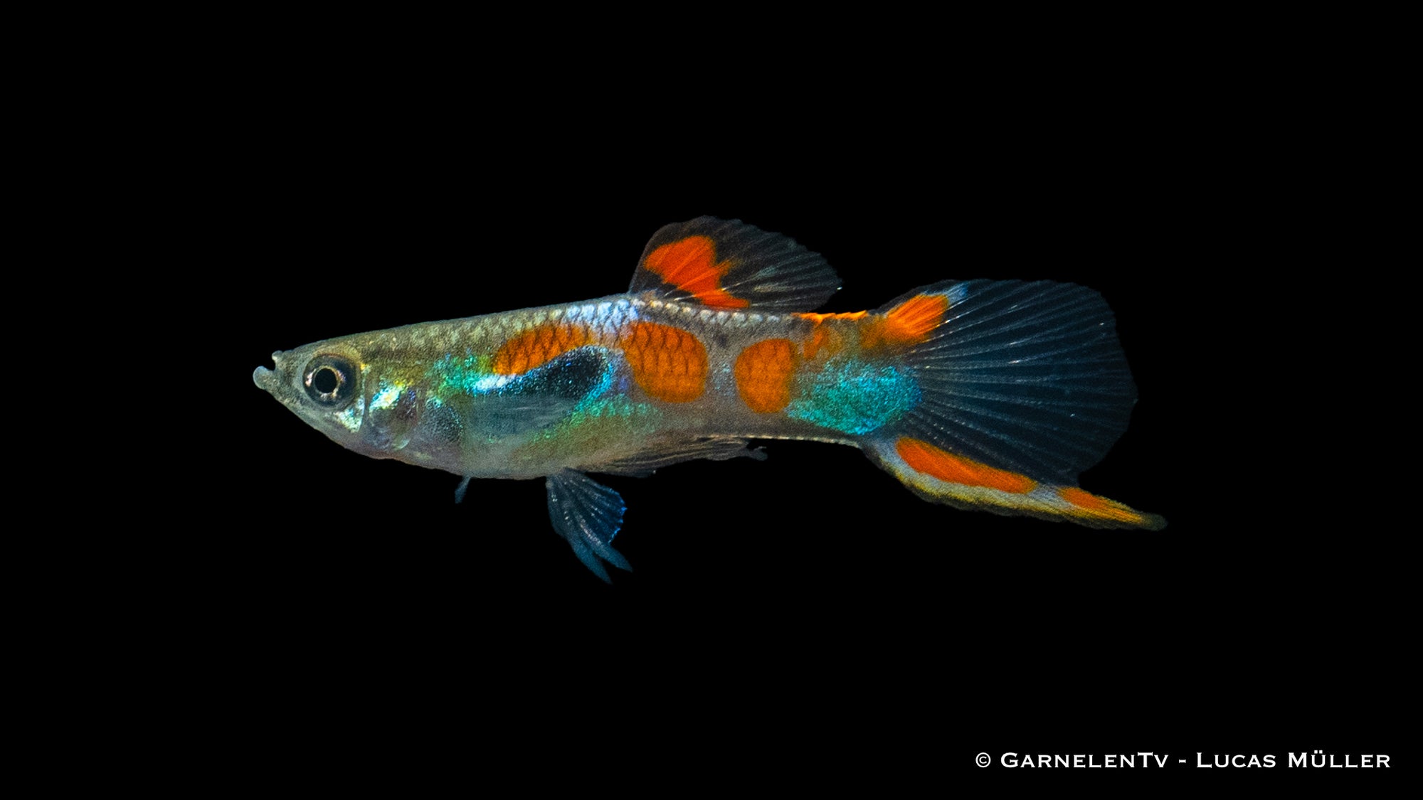 Endler Guppy Männlich swimming in a freshwater tank
