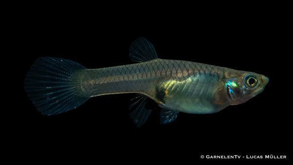 Endler Guppy weiblich einfach - Poecilia wingei