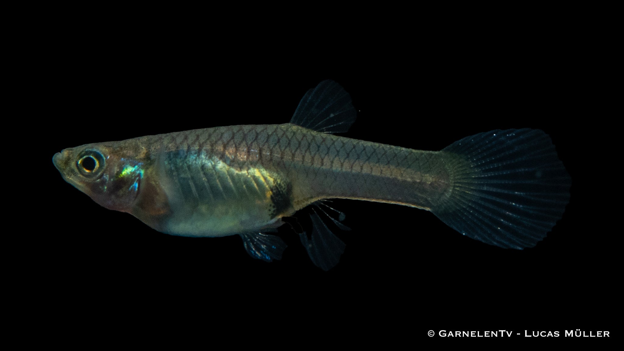 Endler Guppy weiblich einfach - Poecilia wingei