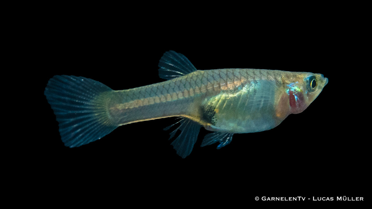 Poecilia wingei female near aquatic plants in a fish tank