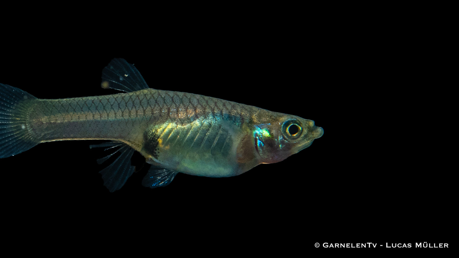 Endler Guppy Weiblich swimming in a freshwater aquarium
